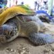 La Spezia, minore uccide tartaruga: denunciato