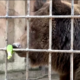 Crimea, due orsi sopravvivono a incendio in zoo privato