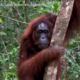 L’orango si cura una ferita con una pianta medicinale, è il primo caso
