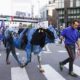 Scudetto Inter, denuncia Oipa per la mucca imbrattata durante la festa a Milano