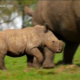Regno Unito, rinoceronte bianco nato allo zoo di Whipsnade